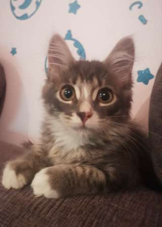 Малыши всю ночь просидели на дереве