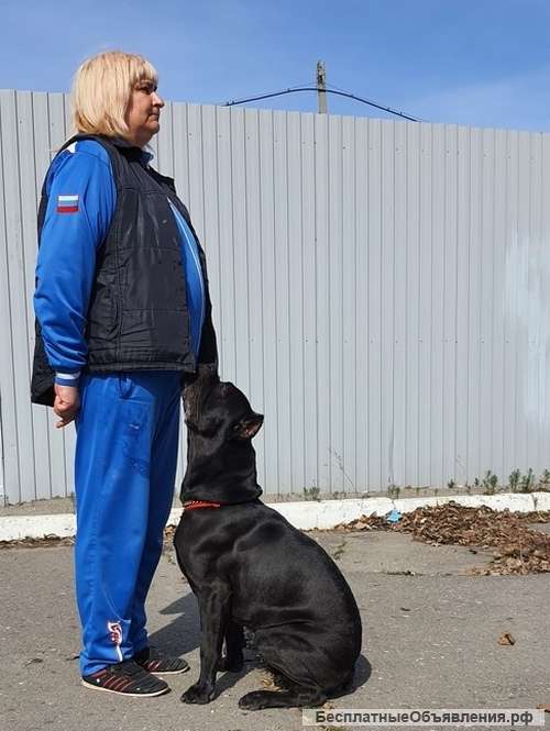 Курсы по воспитанию щенка