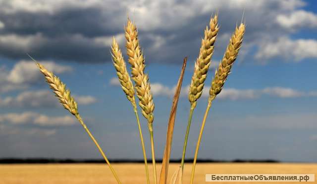 Семена озимой пшеницы сильные и ценные сорта
