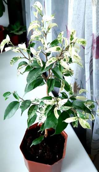 Фикус сафари