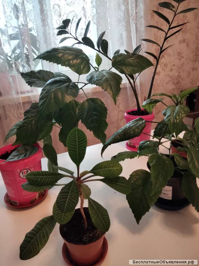 Многолетние комнатные цветы