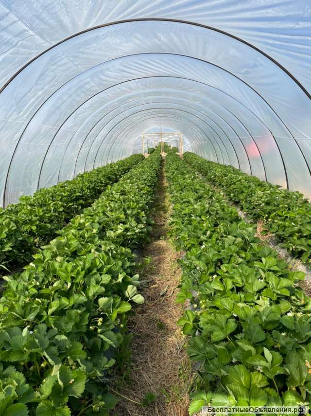 Прибыльный Тепличный Комплекс с клубникой
