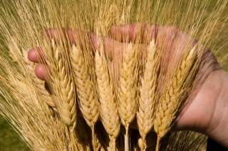 Семена озимой пшеницы среднеранний сорт Безостая-100
