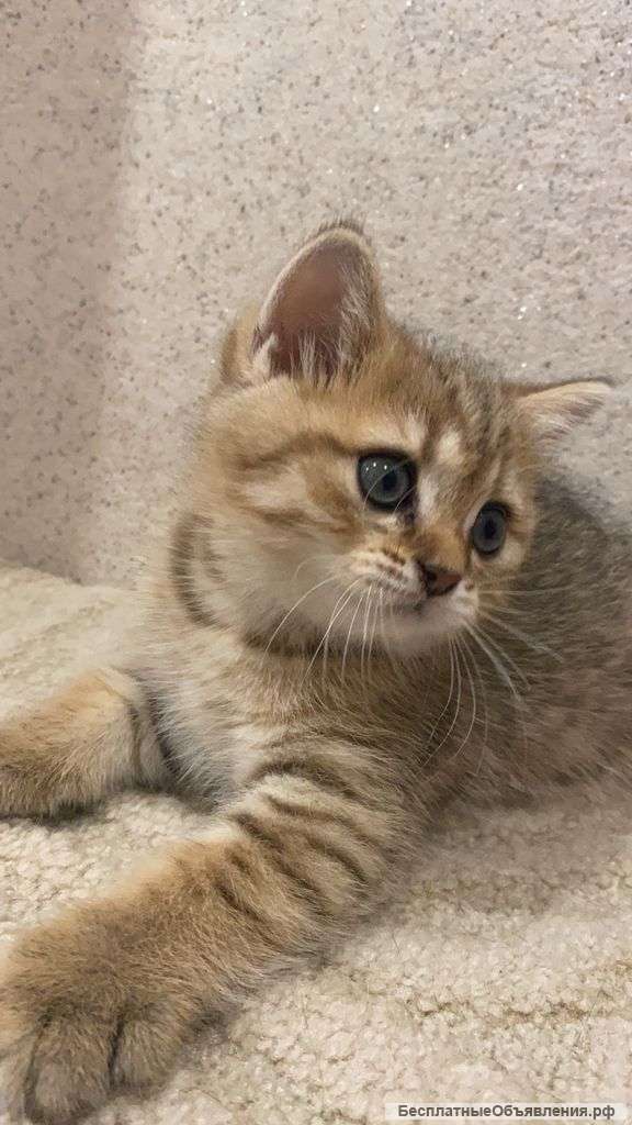 Чистокровные британские котята