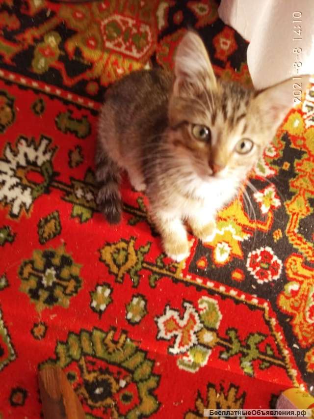 Котёнок девочка 3 месяца