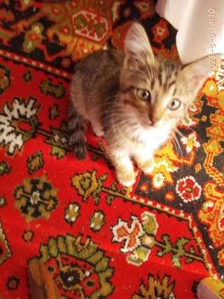 Котёнок девочка 3 месяца