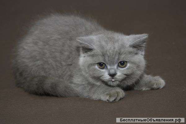 Британские котята из питомника Potaloffs