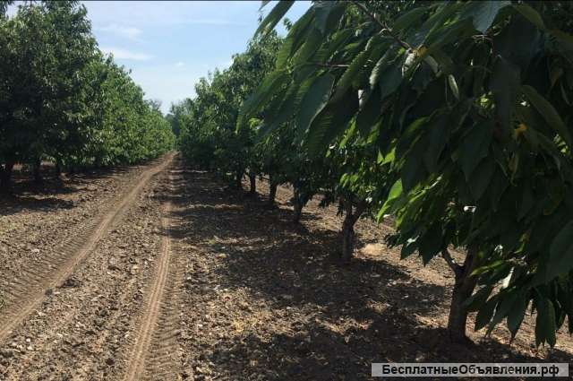 Готовый Бизнес - Молодой сад + производственная База 29 Га