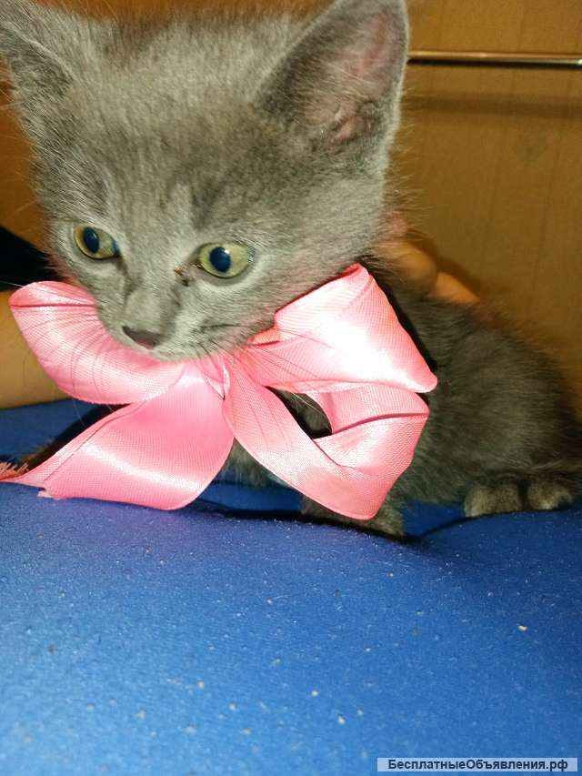 Отдам котят британцв