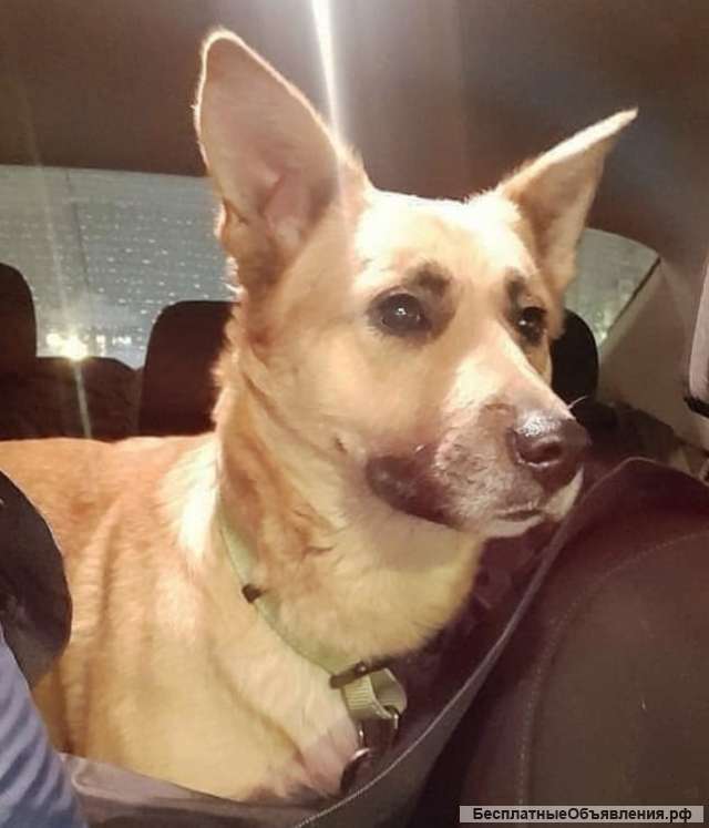 Очаровательная Рыжуля ждёт вас