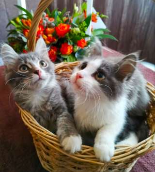 Котята просидели всю ночь на дереве