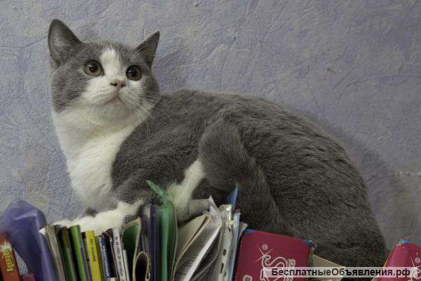 Подрощенные британские кошки и коты недорого