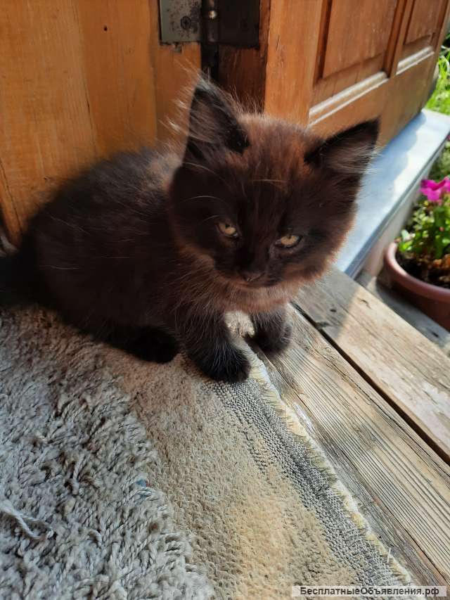 Отдам в добрые руки