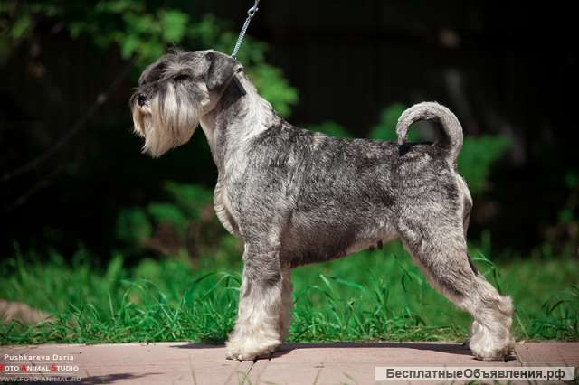 Шнауцерята