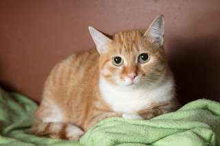 Трогательная красавица рыжая кошечка Осень