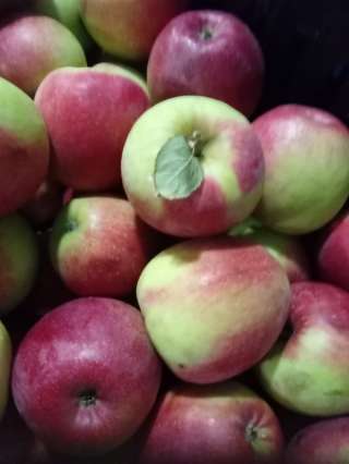 Яблоки свежие от производителя
