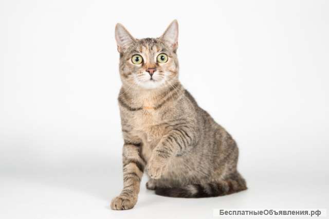 Нежная маленькая кошечка Сесилия