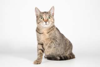 Нежная маленькая кошечка Сесилия