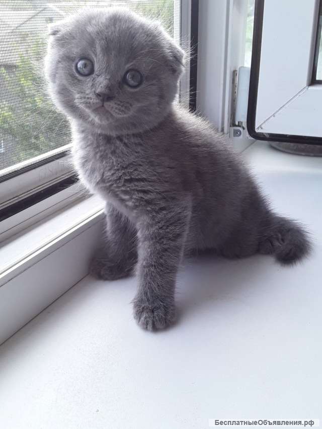 Шотландские котята
