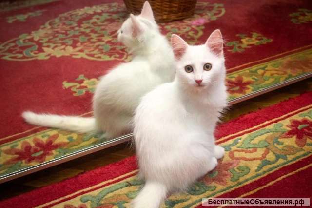 Ищет дом белоснежный котенок