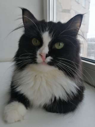 В добрые руки кошка Анфиса