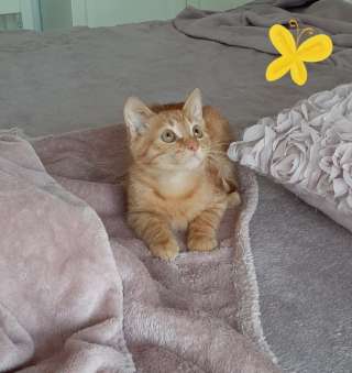 Светлый мальчик Лучик ждет своих родителей