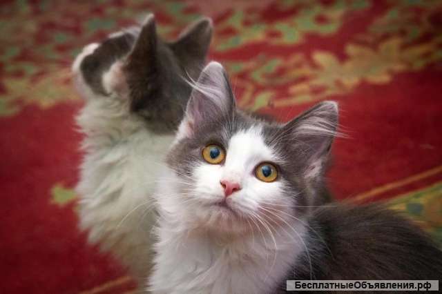 Очаровательный котенок в добрые руки