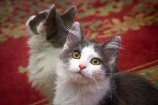 Очаровательный котенок в добрые руки