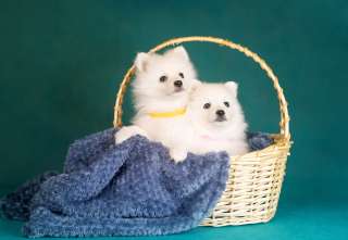 Элитные щенки японского шпица в Екатеринбурге