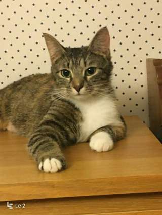 Ищу дом для кошечки Тики