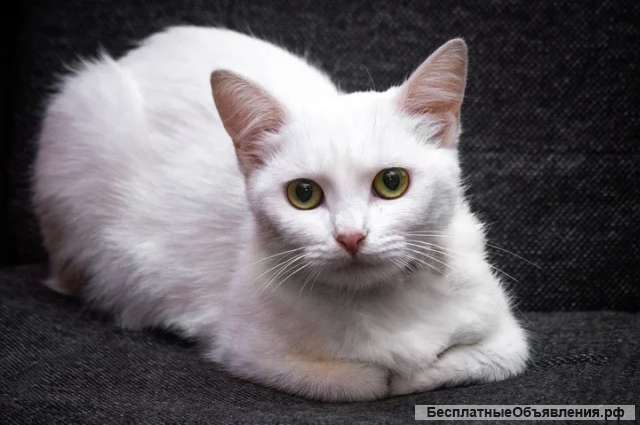 Красивая белая кошечка ищет дом