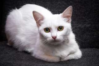 Красивая белая кошечка ищет дом