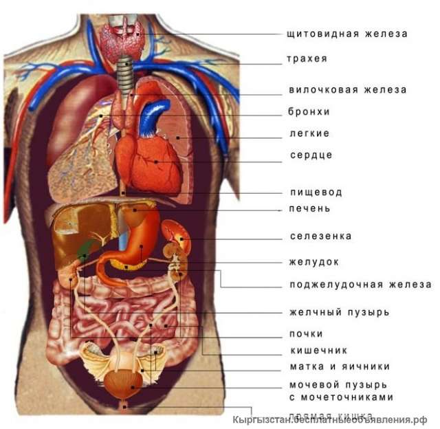 Диагностику всего организма МРТ