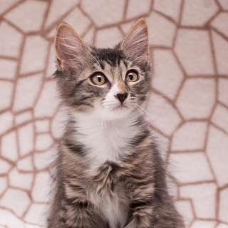 Эта невероятная малышка подарит вам любовь и улыбку))