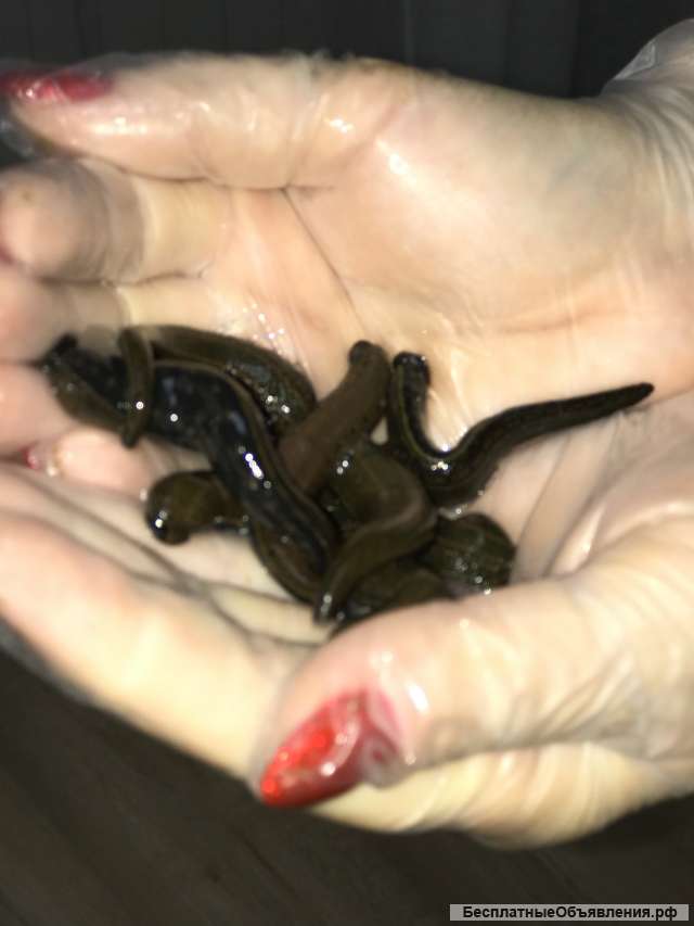 Пиявки средние и мелкие