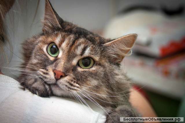 Пушистая сибирская кошка Найси