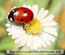 Сиделочки
