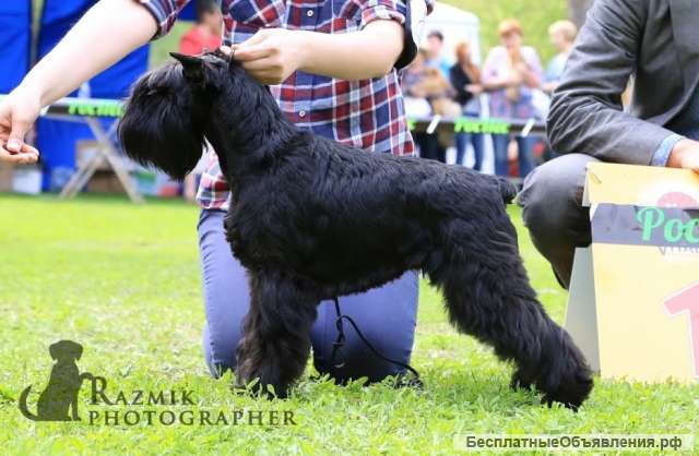 Приглашаем к резервированию щенков цвергшнауцера