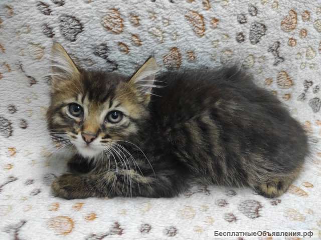 Ласковый, игривый котенок Чарли в добрые руки