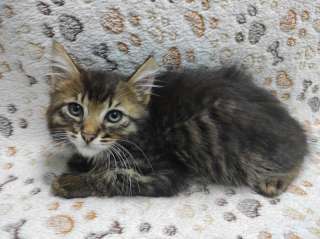 Ласковый, игривый котенок Чарли в добрые руки