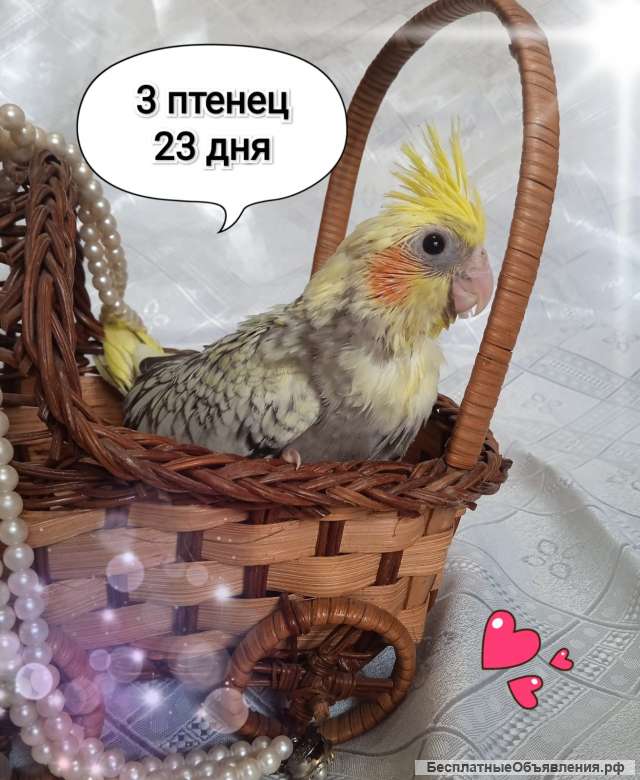 Кореллы Птенцы выкормыши с ДНК