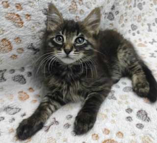 Добрый пушистик Ричи ищет дом