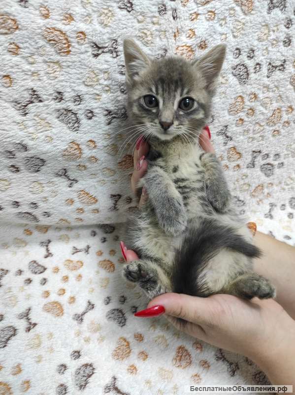 Трогательная Масенька в добрые руки