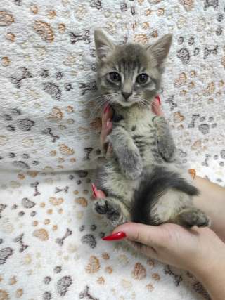 Трогательная Масенька в добрые руки