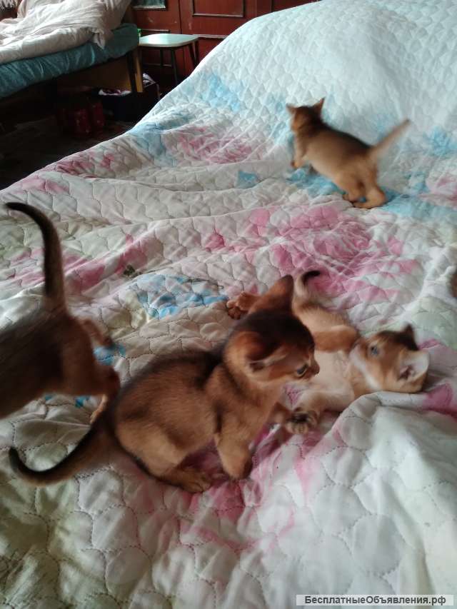 6 очеровательных мальчиков