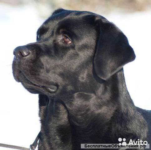 Лабра детки