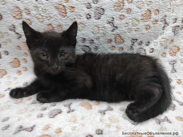 Милая стесняшка Буся в добрые руки