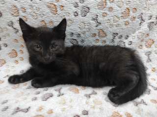 Милая стесняшка Буся в добрые руки