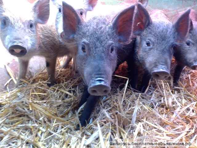 Поросята