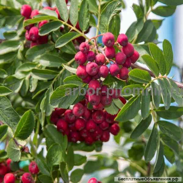 Саженцы рябины в Москве и Подмосковье из питомника